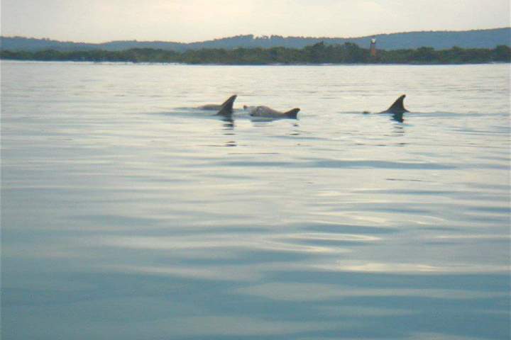 Dolphins